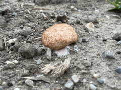 Fuligo septica