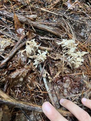 Clavulina coralloides
