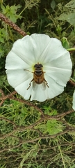 Palpada vinetorum