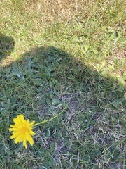 Hieracium lachenalii