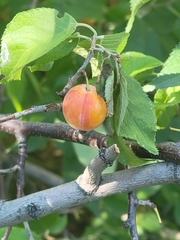 Prunus americana