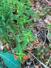 Erythranthe cardinalis