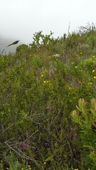 Anthobaphes violacea