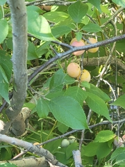 Prunus americana