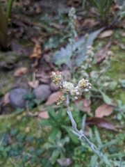 Helichrysum luteoalbum