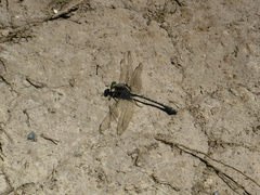 Dromogomphus spinosus