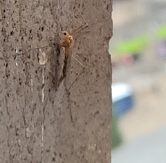 Nephrotoma ferruginea