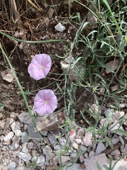 Convolvulus cantabrica