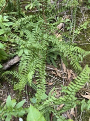 Asplenium platyneuron