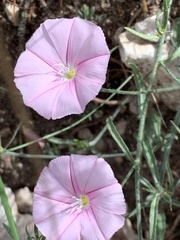 Convolvulus cantabrica