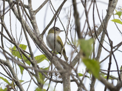 Vireo chivi