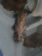 Spodoptera frugiperda