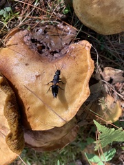 Platydracus fossator