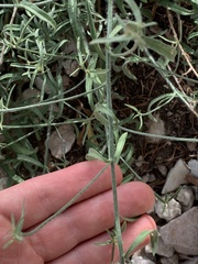 Convolvulus cantabrica