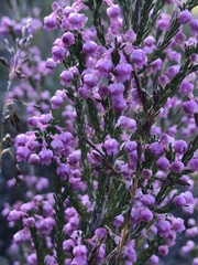 Erica selaginifolia