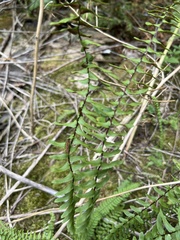 Asplenium platyneuron