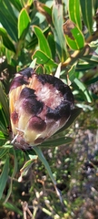 Protea lepidocarpodendron
