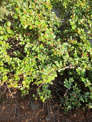 Cotoneaster horizontalis