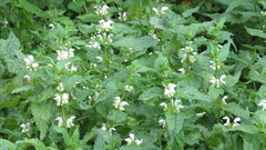 Lamium album