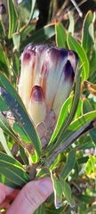 Protea lepidocarpodendron