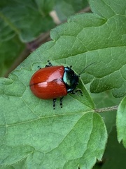 Chrysomela populi