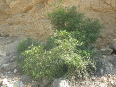Diospyros myrtifolia image
