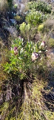 Protea lepidocarpodendron