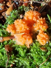 Tubifera ferruginosa