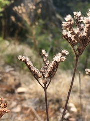 Petrosedum sediforme