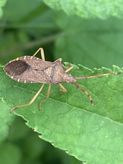 Gonocerus acuteangulatus