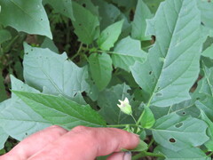 Physalis virginiana
