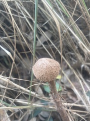 Battarrea phalloides