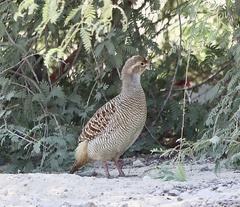 Ortygornis pondicerianus