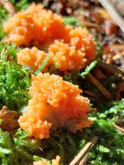 Tubifera ferruginosa