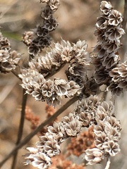 Petrosedum sediforme
