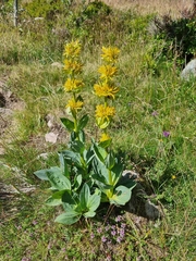 Gentiana lutea