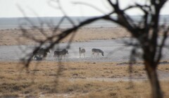 Equus quagga burchellii