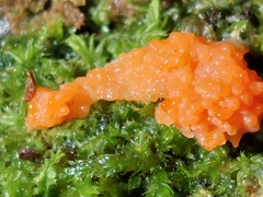 Tubifera ferruginosa