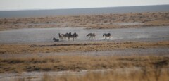 Equus quagga burchellii