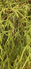 Chamaecyparis pisifera