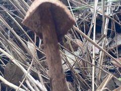 Battarrea phalloides