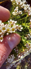 Diosma