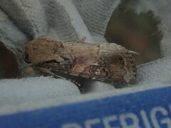 Spodoptera frugiperda