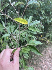 Elaeagnus