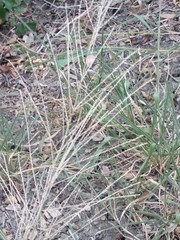 Leptochloa mucronata