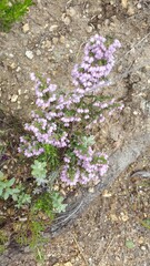 Erica mauritanica