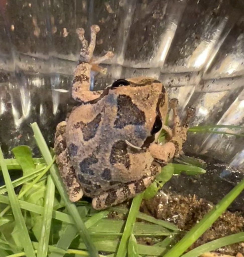 Pacific chorus frog in September 2022 by eowynspeed · iNaturalist