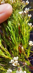 Diosma
