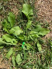 Taraxacum officinale