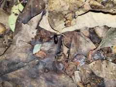 Lobopterella dimidiatipes